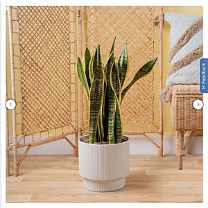Costa Farms Sansevieria, Snake Plant Houseplant in Decor Planter $39.99 Free Shipping Costco.com