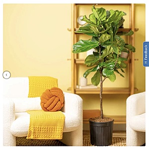 Costa Farms XL Ficus Lyrata, Fiddle Leaf Houseplant in Nursery Pot $79.99 free shipping Costco.com