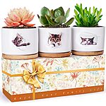 3 Pack Succulent Pots Ceramic Planter Pot $14.99