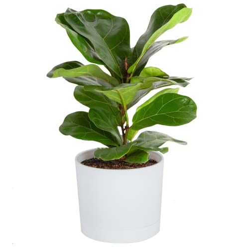 16" Costa Farms Live Indoor Plant (Fiddle Leaf Fig Tree) $16.63 + Free Shipping w/ Prime or on orders $25+