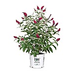 2-Gallon Proven Winner Buddleia Miss Molly Plant $26.97 + Free Shipping