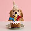 LE SURE Birthday Cake Squeaky Plush Dog Toy with Tug Rope Candles