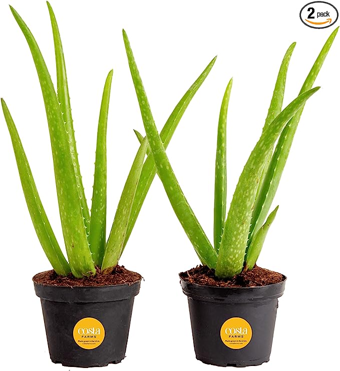 2-Count 12" Costa Farms Aloe Vera Live Succulent Plants $14.96 ($7.48 each) + Free Shipping w/ Prime or on $25+