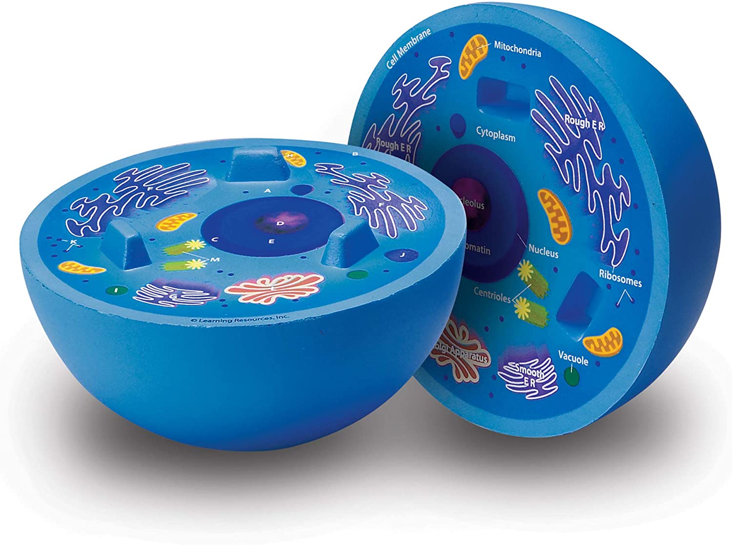Learning Resources Soft Foam Cross-Section Animal Cell Model $11.50 + Free Shipping w/ Prime or on $25+