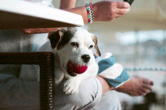 Complete at home veterinary check-up $75