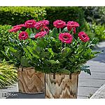 QVC: Garden Sale - Select Pricing + Free Shipping Available
