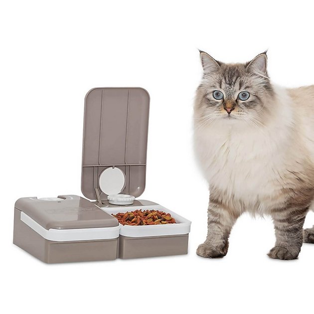 chewy petsafe feeder