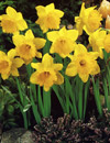 50 Daffodils or Tulips bulbs $19.95 shipped