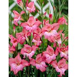 Holland Bulb Farms $4.95 flat-rate shipping today only 4/23