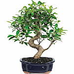 Brussel's Bonsai Ficus Bonsai Live Tree $24 + Free S&amp;H w/ Walmart+ or $35+