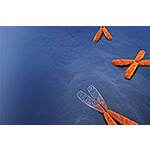 2026 Calender from thermofisher