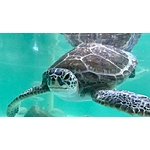YMMV - San Antonio tx Preschoolers, teachers can get free, unlimited admission to SeaWorld San Antonio - $0