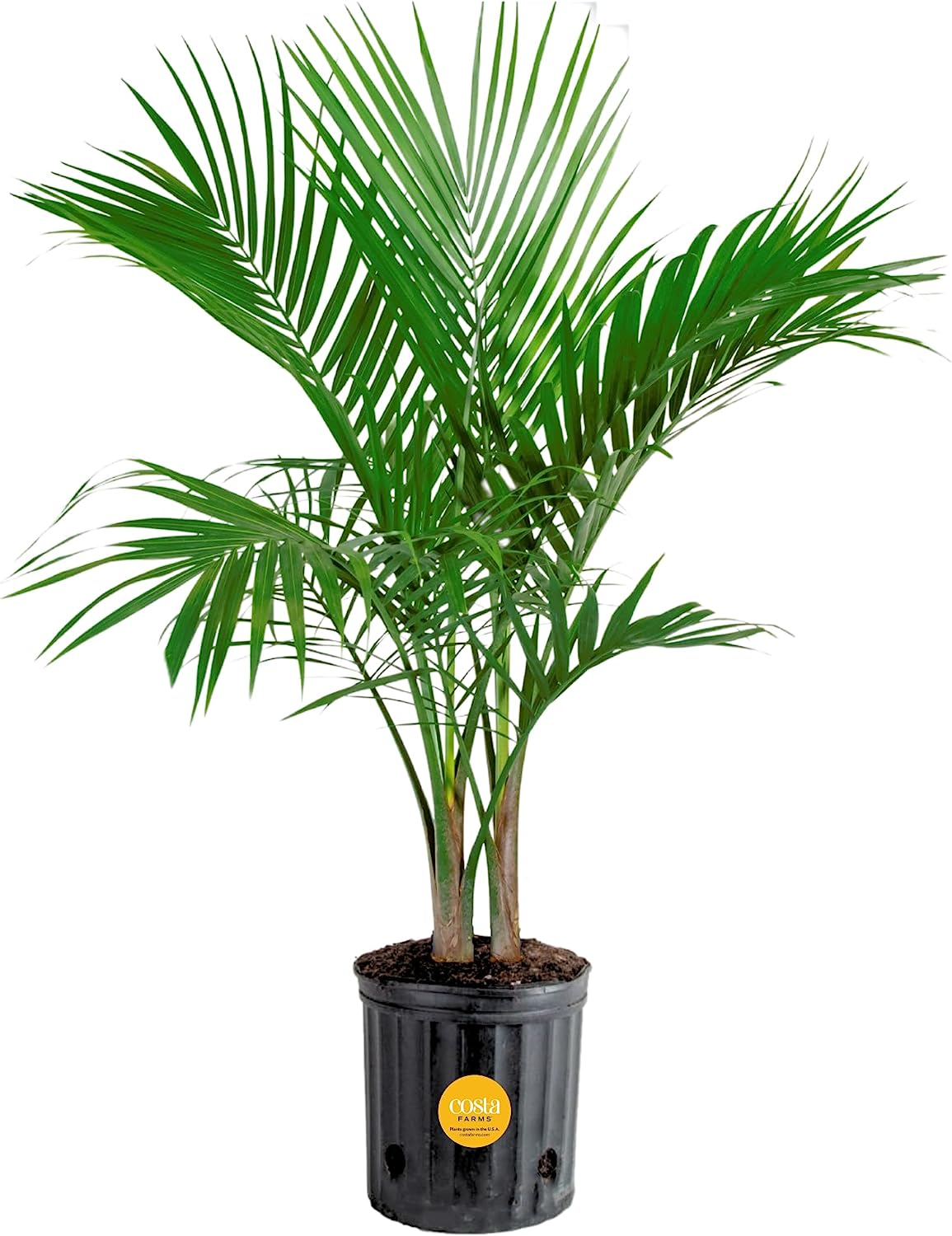 3-4 Ft Costa Farms Majesty Palm Live Plant $27.32 at Amazon