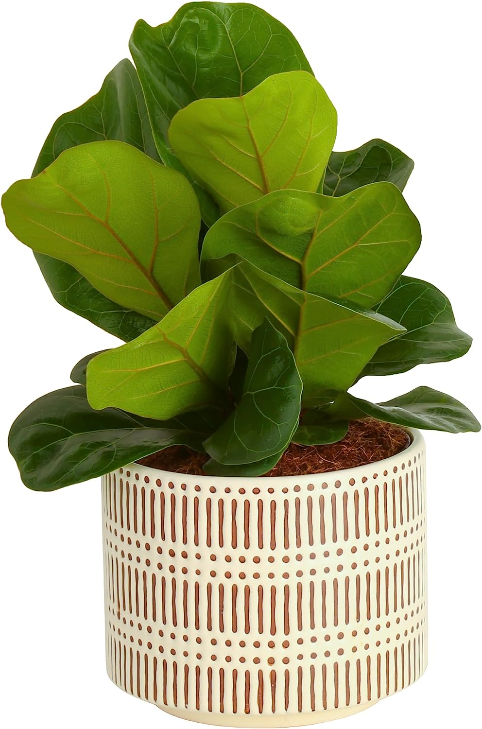 Prime Members: 1-2 Ft Costa Farms Fiddle Leaf Fig Tree Live Plant $24.33