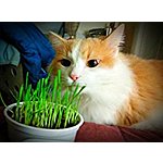 Pureness Oat Garden Kit (for Cats) $3.79 + Free Shipping @ Amazon