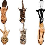 Crazy Critters Stuffing-Free Dog Toys (Set of 6) $8.50