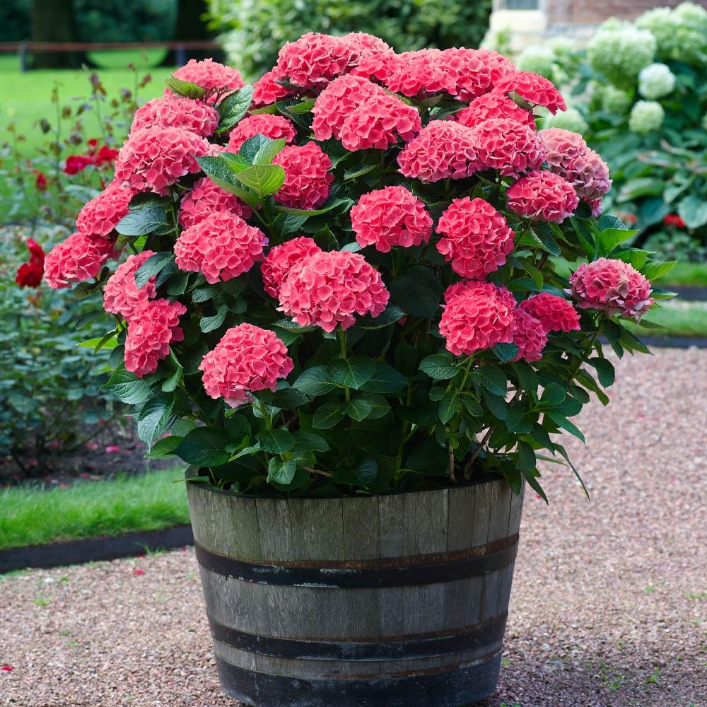 Fast Growing Trees: Buy One, Get One Red Sensation Hydrangea $59.95+ Free Shipping
