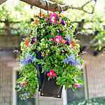 Hummingbird And Butterfly Hanging Seed Bag With Soil Block - $18.74 + Free Shipping