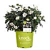 $13.49*:2 Gallon Knock Out Rose White Shrub