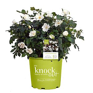 $13.49*:2 Gallon Knock Out Rose White Shrub