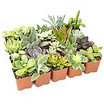 20-Pack Altman Plants Assorted Potted Live Succulent Plants $20.40