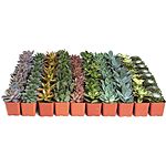 Shop Succulents Assorted Succulent Plant 64 Pack - Live Mini Succulent Plants, Low Maintenance, Mixture of Colors &amp; Textures ($1.02 / Count) $64.99