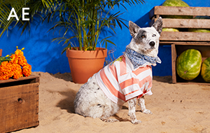 Get a $25 e-gift card when you buy $75+ in gift cards at American Eagle or Aerie