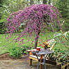 Lavender Twist Weeping Redbud Tree $79.95 + Free Shipping