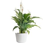 15&quot; Costa Farms Live Indoor Peace Lily Plant $24 + Free Shipping w/ Prime or on $35+
