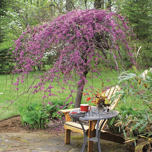Lavender Twist Weeping Redbud Tree $79.95 + Free Shipping