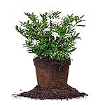 Perfect Plants Frostproof Gardenia Live Plant, 1 Gallon Pot $14.99