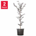 Costco Members: 2-Pack 4-5' Bloodgood Japanese Maple Tree $155 + Free Shipping