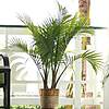 Lowe's Majesty Palm Live Houseplant in 1.94-Gallon Pot $15 + Free Store Pickup