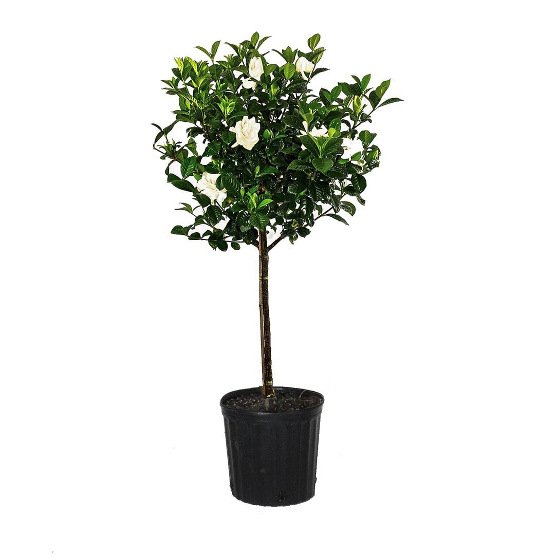 United Nursery Live Aimee Gardenia Standard Plant 34-40 Inches Tall in 10 Inch Grower Pot $29.97
