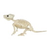 5 in. Baby Opossum Skeleton $0.49