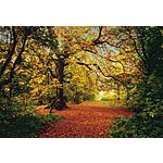 Brewster Autumn Forest Wall Mural (12 ft 9 in x 8 ft 10 in) $25.56 + Free Shipping