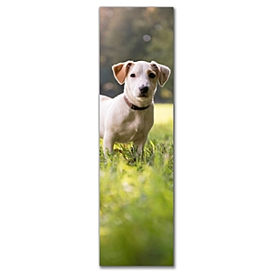Walgreens Photo Bookmarks 4 Pack - FREE