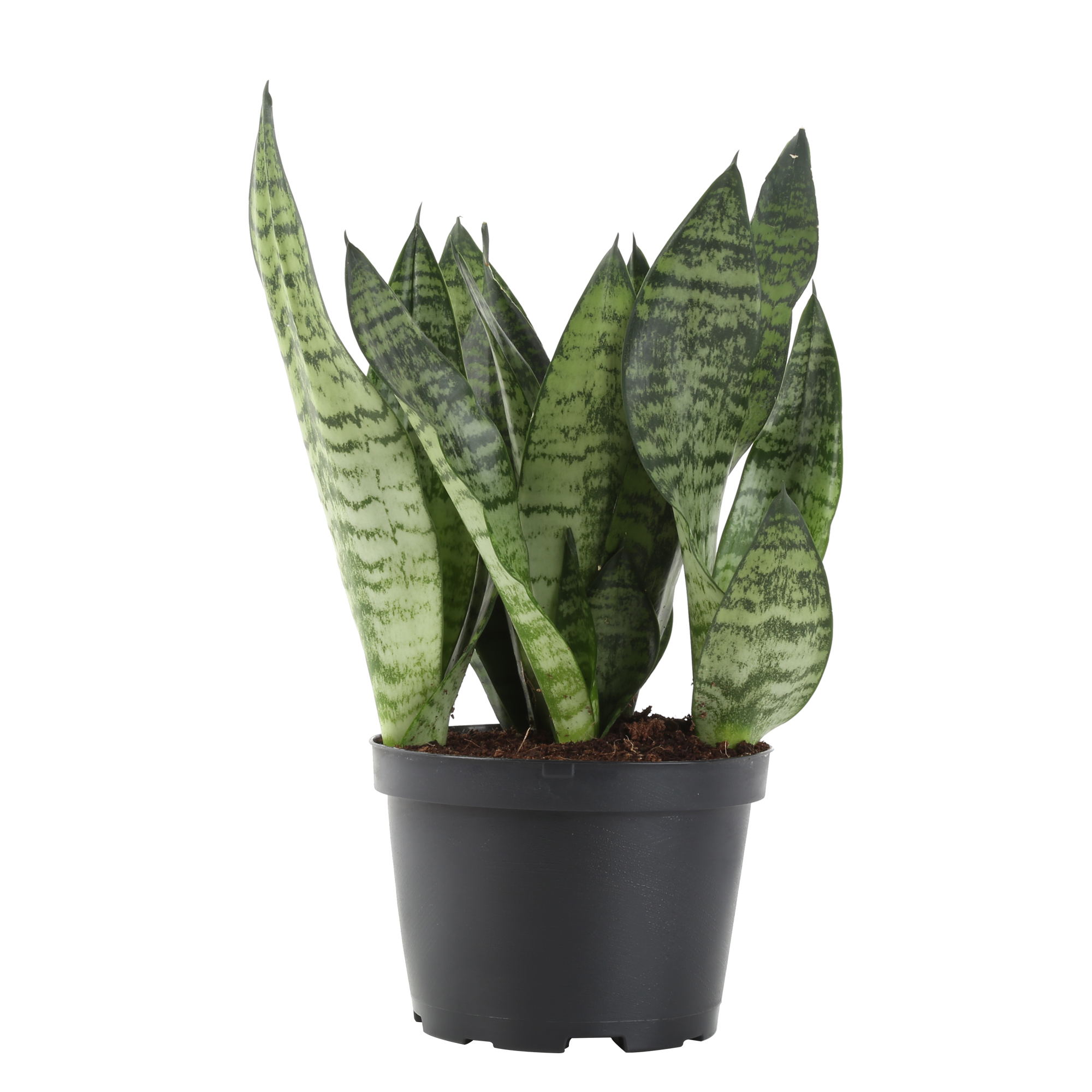 Costa Farms Live Plants 2' Snake Plant 17, Snake Plant