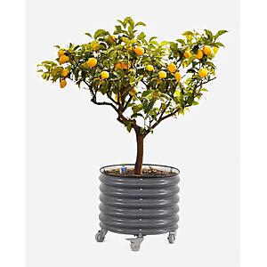 Vego Garden Rolling Citrus Tree Planter Gen 3, Self-Watering 24” Wide Round Large Plant Pots for Lemon Trees Tomatoes Flowers, Raised Garden Beds S197.95 $197.95