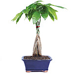 10&quot;-14&quot; Brussel's Bonsai Live Indoor Bonsai w/ Decorative Ceramic Container (Money Tree) $13 + Free Shipping w/ Prime or on $25+