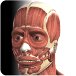 Visual Muscles 3D (iOS) Free