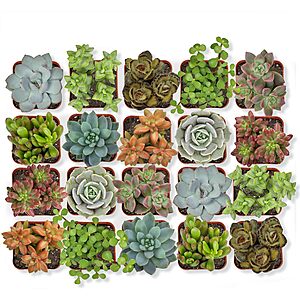 20-Pack Altman Plants Assorted Potted Live Succulent Outdoor/Indoor Plants $21.50 