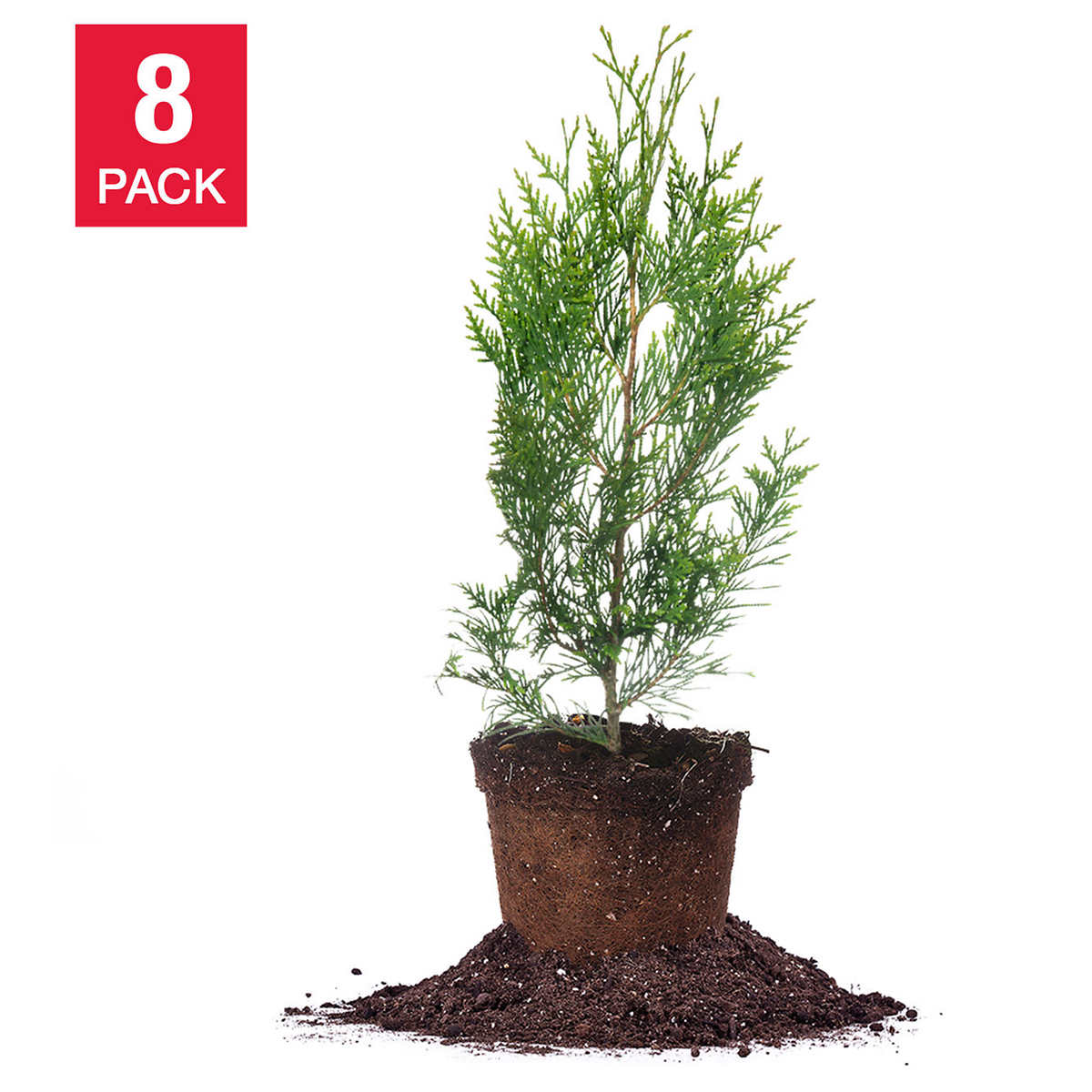 Costco Members 8Pack Thuja 12' Evergreen Privacy Trees