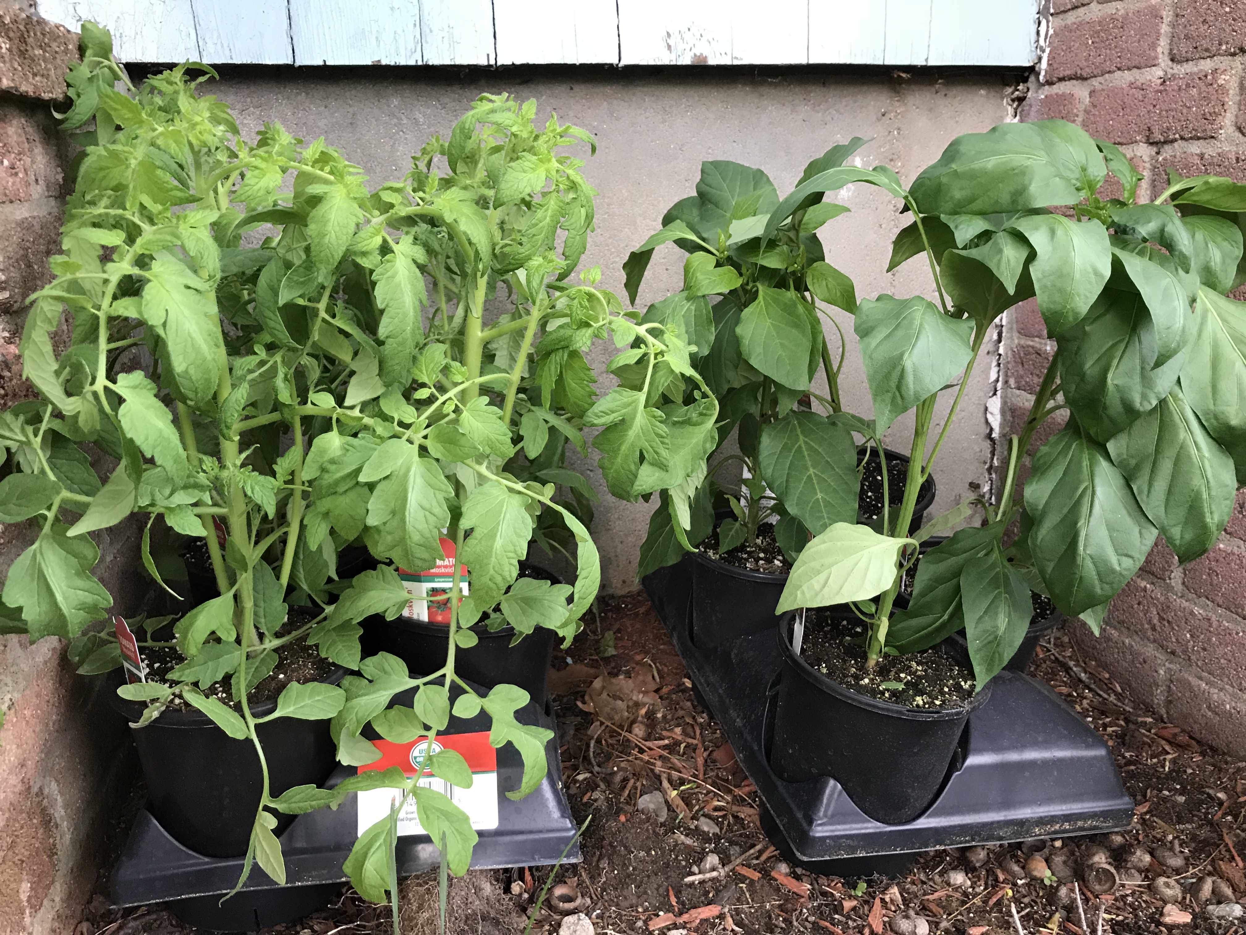 Costco Vegetable plants 4 large tomato or pepper plants