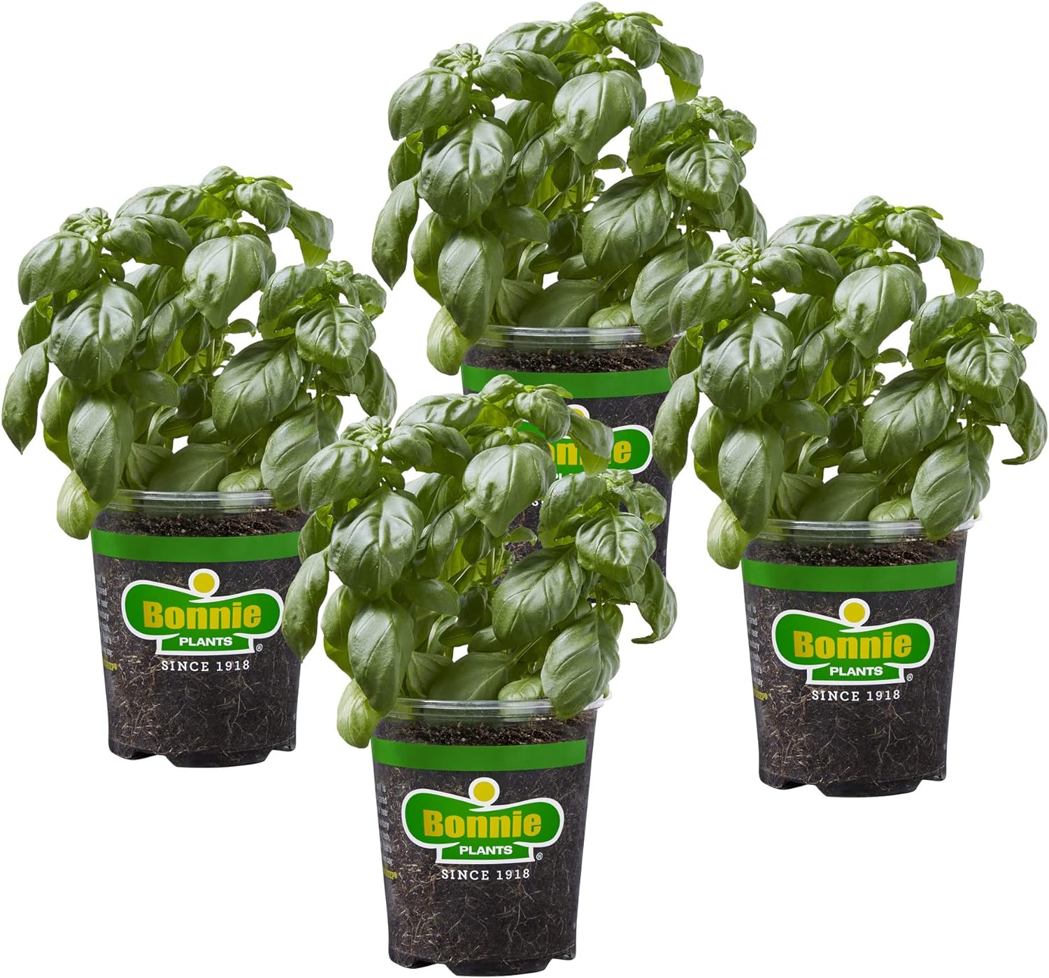 Prime Members: 4-Pack Bonnie Plants: Sweet Basil $16.65, Strawberry $15.80 & More + Free S&H