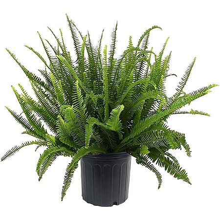 $24.88 | Shrub Kimberly Queen Fern, 10 inch, Deep Green Foliage at Amazon