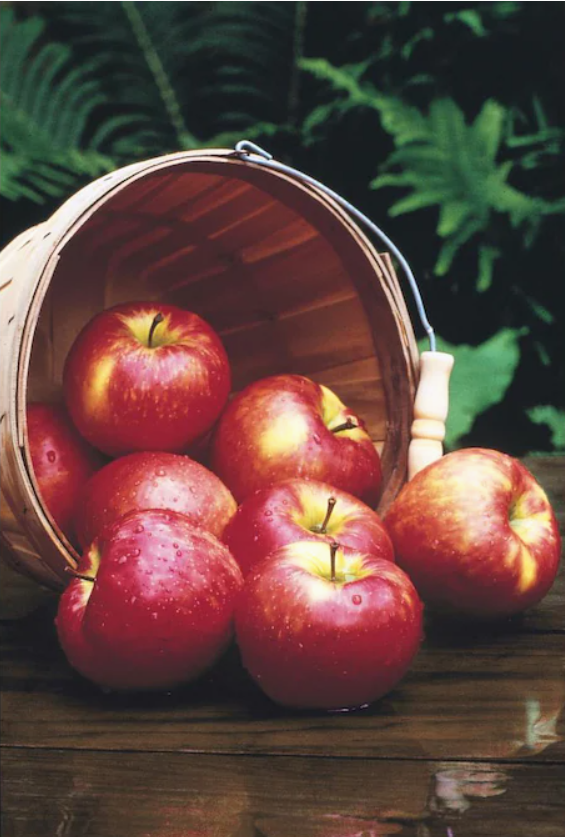 3.5 gal Fruit Trees 50 off at lowes in store only YMMV 16.49