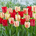 25-Count Garden State Bulb Spryng Break Blend Tulip Bulbs (Multicolor) $7.50 + Free Shipping