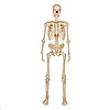 5 ft. LED Ultra Pose-N-Stay Skeleton $19.98