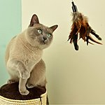 Interactive 32" Feather Wand Cat Toy with 2 Feather Refills $9